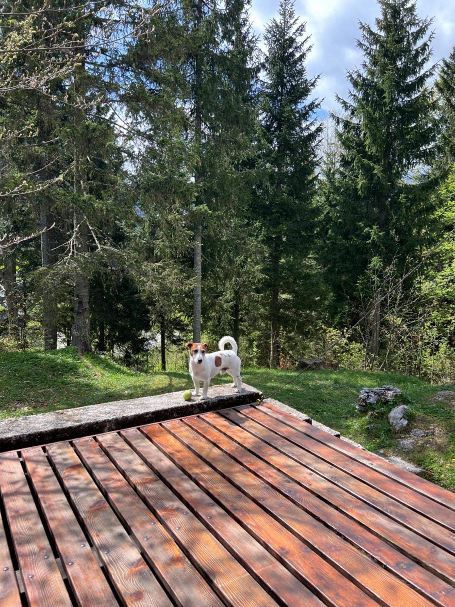 ~Chalet_Rifugio Tra I Boschi~ Sella Nevea Exteriör bild